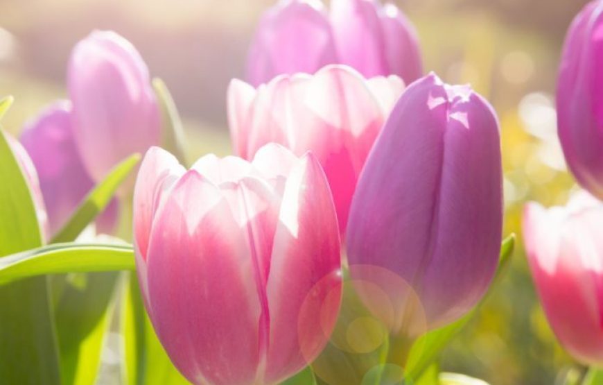 Εκδρομή στην Γιορτή Τουλίπας στα Δίδυμα Αργολίδας