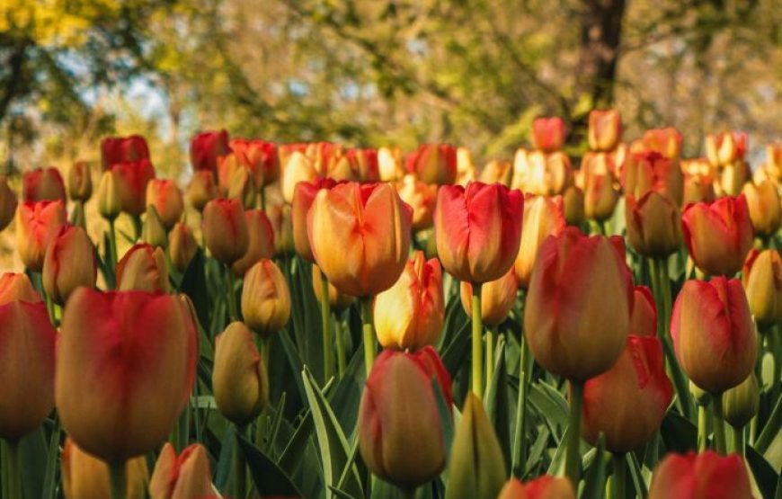 Εκδρομή στην Γιορτή Τουλίπας στα Δίδυμα Αργολίδας