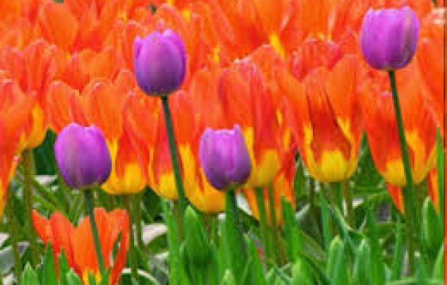 Εκδρομή στην Γιορτή Τουλίπας στα Δίδυμα Αργολίδας