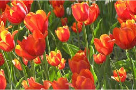 Εκδρομή στην Γιορτή Τουλίπας στα Δίδυμα Αργολίδας