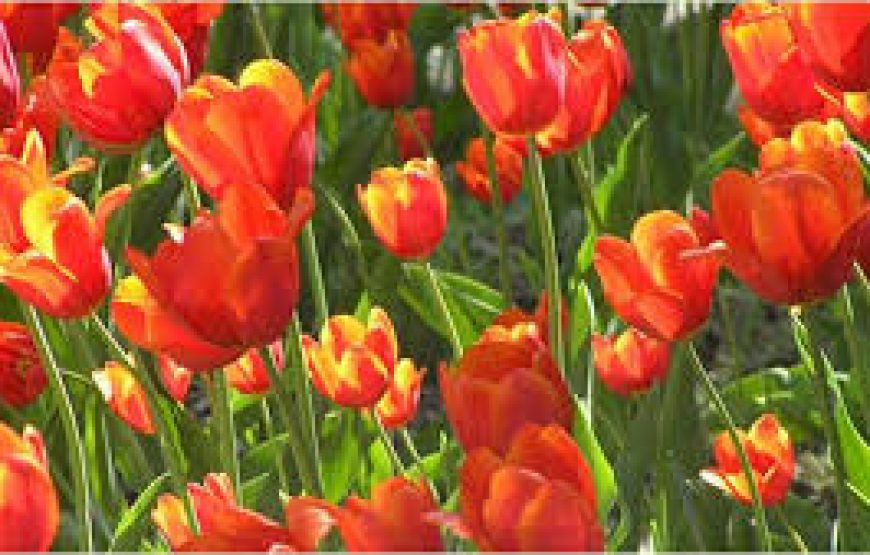 Εκδρομή στην Γιορτή Τουλίπας στα Δίδυμα Αργολίδας