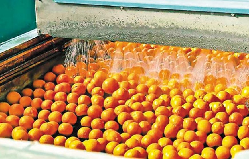 Εκδρομή στην Γιορτή Πορτοκαλιού Νέα Επίδαυρο Λουτρά Ωραίας Ελένης