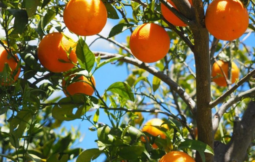 Εκδρομή στην Γιορτή Πορτοκαλιού Νέα Επίδαυρο Λουτρά Ωραίας Ελένης